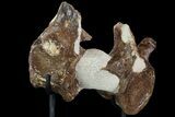 Pair of Fossil Plesiosaur Vertebrae With Stand - Goulmima, Morocco #89804-2